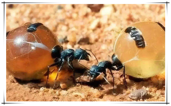 可以当零食吃的蚂蚁：味道甜甜的蜜蚁(去了头直接吃)
