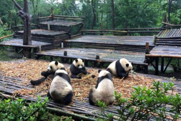 成都必去的旅游景点 大熊猫基地人气最高，都江堰景区值得一看