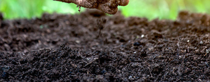 酸性土壤怎么制作，适合种什么花(图1)