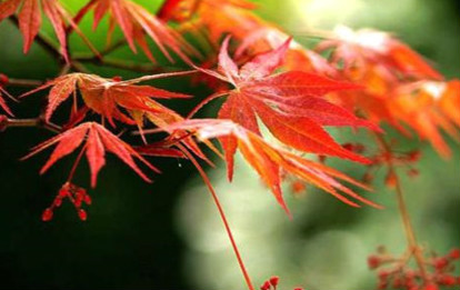 红枫盆景怎么摘叶，这样做观赏性超高！(图3)