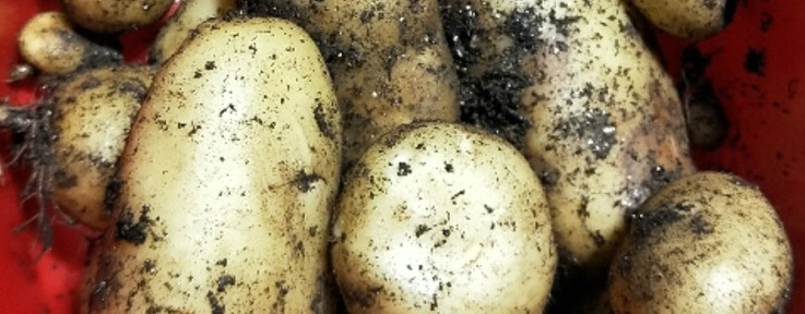 种土豆的方法，用什么底肥最好(图1)