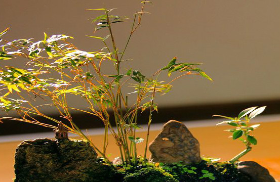 怎么制作紫竹盆景？这样做超艺术！