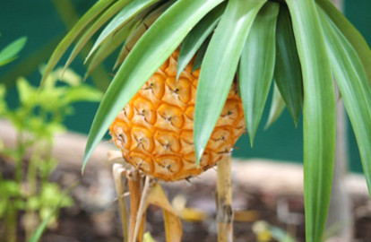 菠萝种植，什么时候种植(图2)