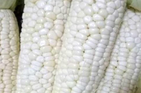 白色糯玉米的功效与作用