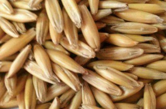 皮燕麦的功效与作用 吃皮燕麦的好处有哪些