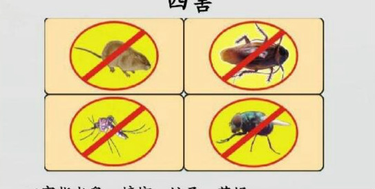 四害是哪四害 苍蝇、蚊子、老鼠、蟑螂这四种动物被称为四害